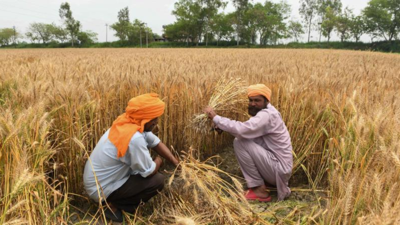 गेहूं किसानों के लिए सरकार की एडवाइजरी, शीतलहर में इस तरह रखें फसल का ध्यान